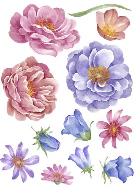 suluboya illüstrasyon çiçeği basit beyaz arkaplanda ayarlandı