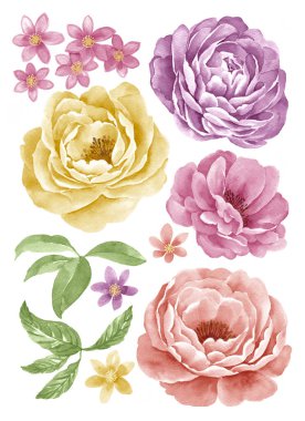 suluboya illüstrasyon çiçeği basit beyaz arkaplanda ayarlandı