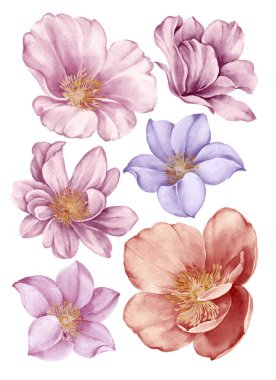 suluboya illüstrasyon çiçeği basit beyaz arkaplanda ayarlandı