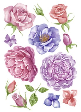 suluboya illüstrasyon çiçeği basit beyaz arkaplanda ayarlandı