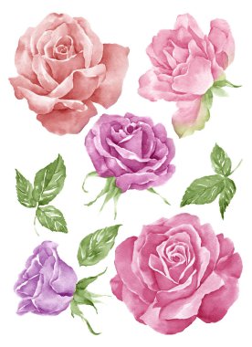 suluboya illüstrasyon çiçeği basit beyaz arkaplanda ayarlandı