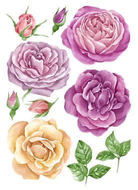 suluboya illüstrasyon çiçeği basit beyaz arkaplanda ayarlandı