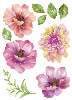 suluboya illüstrasyon çiçeği basit beyaz arkaplanda ayarlandı