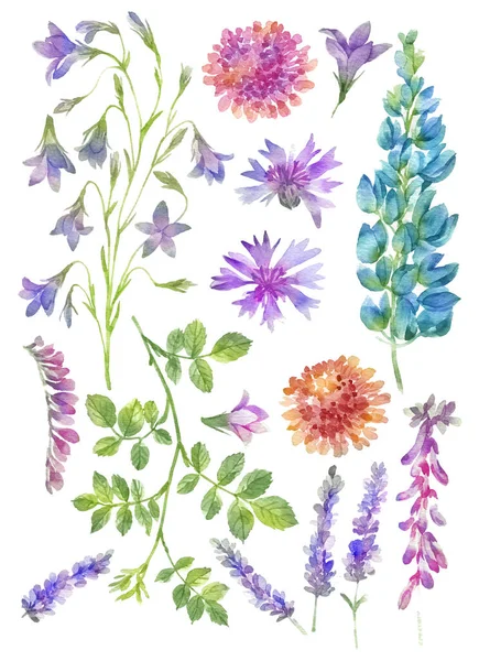 Aquarela Ilustração Flor Definido Fundo Branco Simples — Fotografia de Stock
