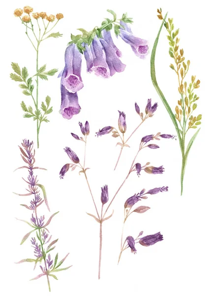Akwarela Ilustracja Kwiat Zestaw Prosty Biały Tło — Zdjęcie stockowe