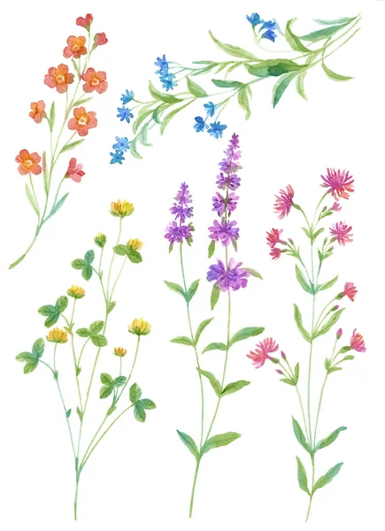 Aquarel Illustratie Bloem Set Eenvoudige Witte Achtergrond — Stockfoto