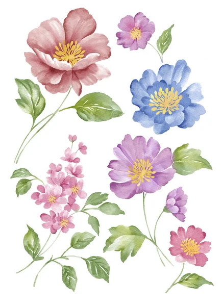 Aquarel Illustratie Bloem Set Eenvoudige Witte Achtergrond — Stockfoto