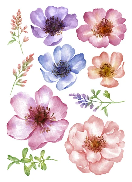 Watercolor Illustration Flower Set Simple White Background — Stock Photo, Image