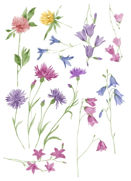 Aquarel Illustratie Bloem Set Eenvoudige Witte Achtergrond — Stockfoto