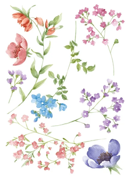 Акварельна Ілюстрація Квіткового Набору Простому Білому Тлі — стокове фото