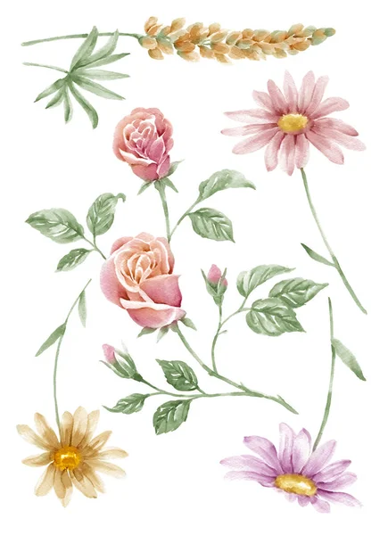 Watercolor Illustration Flower Set Simple White Background — Stock Photo, Image