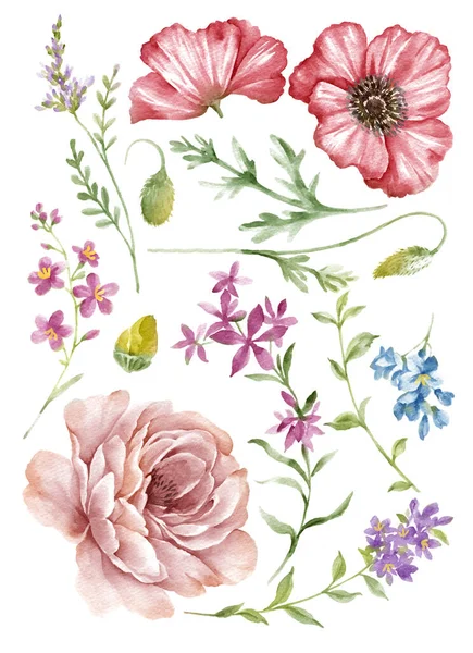 Aquarel Illustratie Bloem Set Eenvoudige Witte Achtergrond — Stockfoto