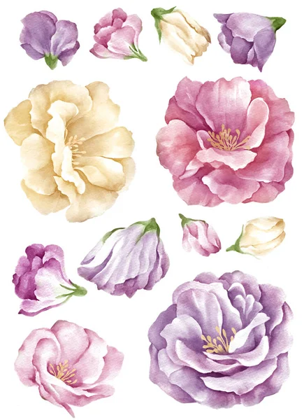 Aquarel Illustratie Bloem Set Eenvoudige Witte Achtergrond — Stockfoto