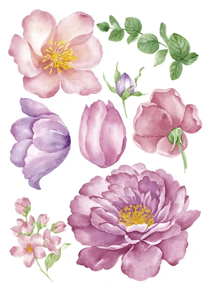 Watercolor Illustration Flower Set Simple White Background — Stock Photo, Image
