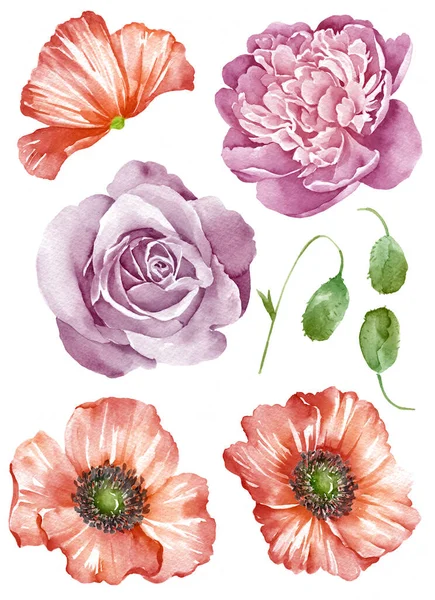 Aquarell Illustration Blume Einfachen Weißen Hintergrund Gesetzt — Stockfoto