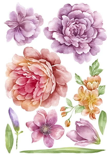 Watercolor Illustration Flower Set Simple White Background — Stock Photo, Image