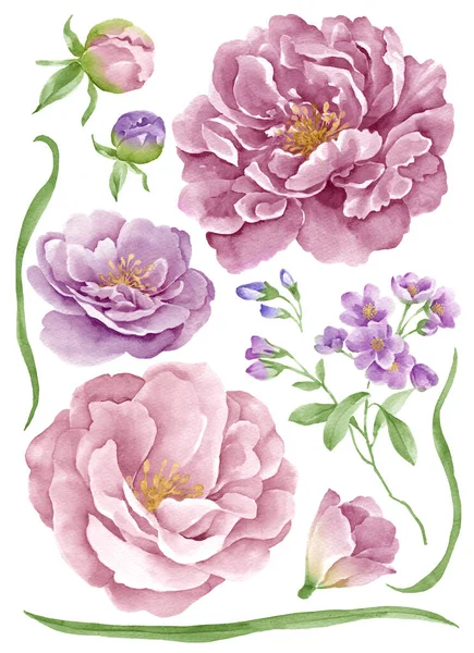 Watercolor Illustration Flower Set Simple White Background — Stock Photo, Image