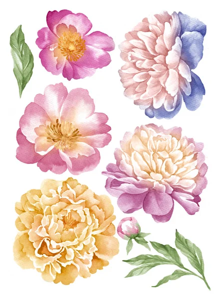 Aquarell Illustration Blume Einfachen Weißen Hintergrund Gesetzt — Stockfoto