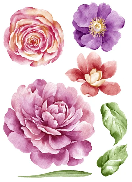 Aquarell Illustration Blume Einfachen Weißen Hintergrund Gesetzt — Stockfoto