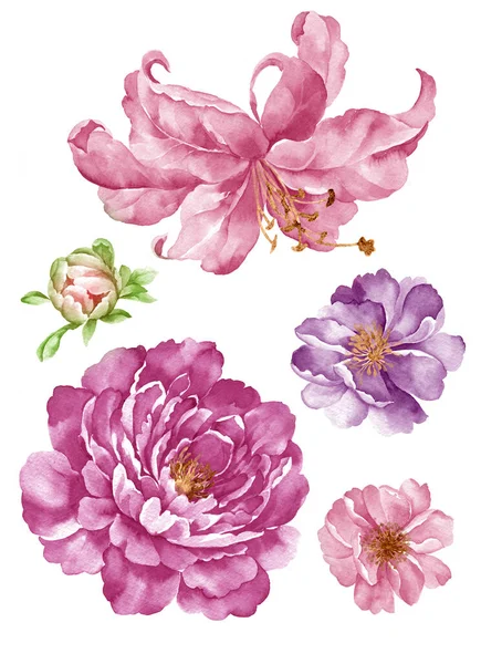 Aquarel Illustratie Bloem Set Eenvoudige Witte Achtergrond — Stockfoto