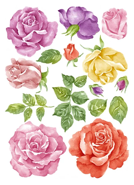 Aquarell Illustration Blume Einfachen Weißen Hintergrund Gesetzt — Stockfoto