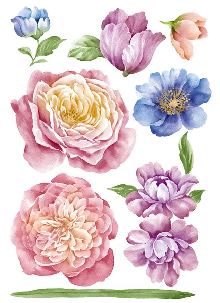 Watercolor Illustration Flower Set Simple White Background — Stock Photo, Image