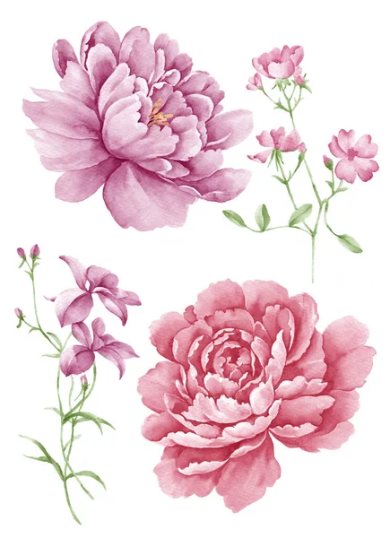 Aquarel Illustratie Bloem Set Eenvoudige Witte Achtergrond — Stockfoto