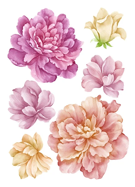 Watercolor Illustration Flower Set Simple White Background — Stock Photo, Image