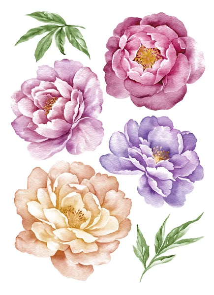 Aquarel Illustratie Bloem Set Eenvoudige Witte Achtergrond — Stockfoto