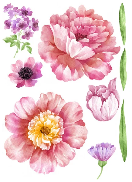 Illustration Aquarelle Fleur Fond Blanc Simple — Photo