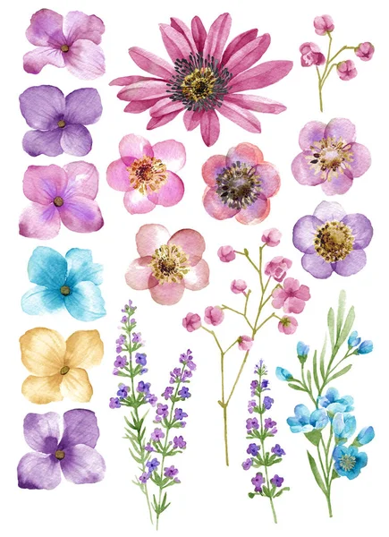 Aquarel Illustratie Bloem Set Eenvoudige Witte Achtergrond Rechtenvrije Stockafbeeldingen