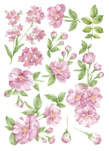 Akvarel Ilustrace Květina Nastavit Jednoduchém Bílém Pozadí Stock Fotografie