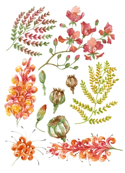 Akvarel Ilustrace Květina Nastavit Jednoduchém Bílém Pozadí Stock Snímky