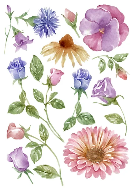 Akwarela Ilustracja Kwiat Zestaw Prosty Biały Tło Obraz Stockowy