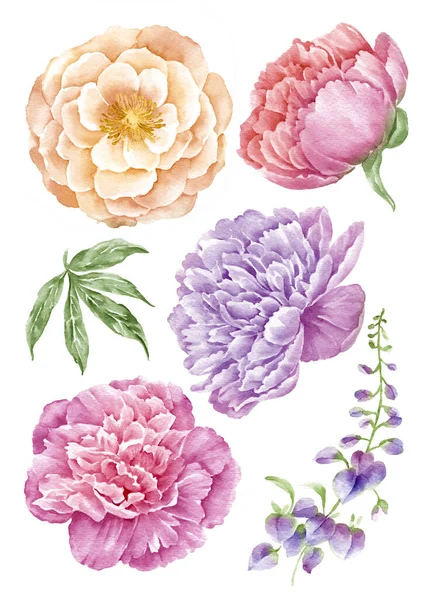 Akvarel Ilustrace Květina Nastavit Jednoduchém Bílém Pozadí Stock Fotografie