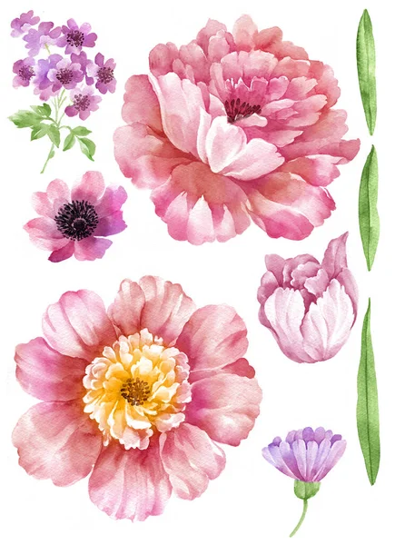 Aquarel Illustratie Bloem Set Eenvoudige Witte Achtergrond Stockfoto