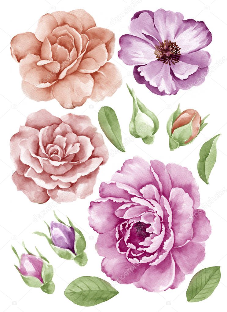 watercolor illustration flower set in simple white background