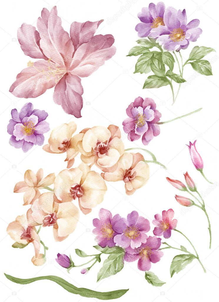 watercolor illustration flower set in simple white background