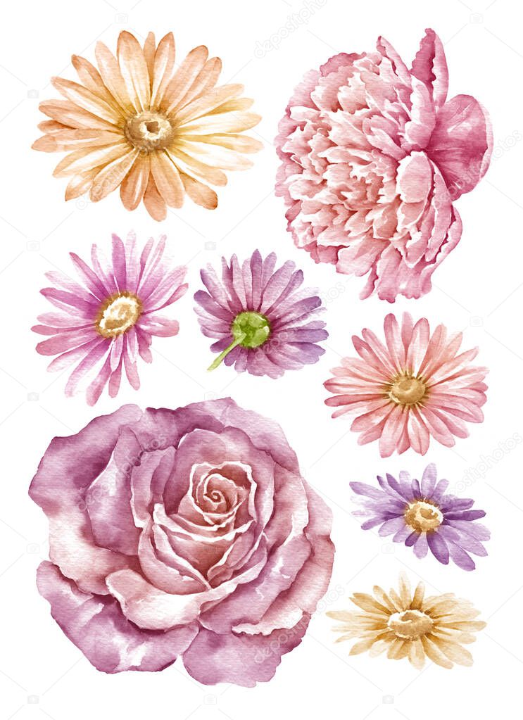 watercolor illustration flower set in simple white background