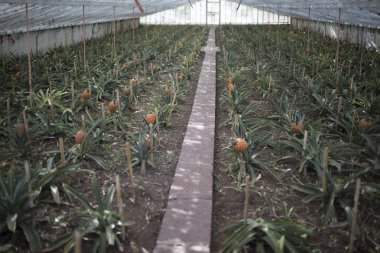 Ponta Delgada, Azor ananas ile sera