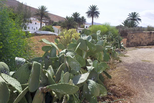 Κάκτοι στο νησί της Fuerteventura με έντομα, από το οποίο ου — Φωτογραφία Αρχείου