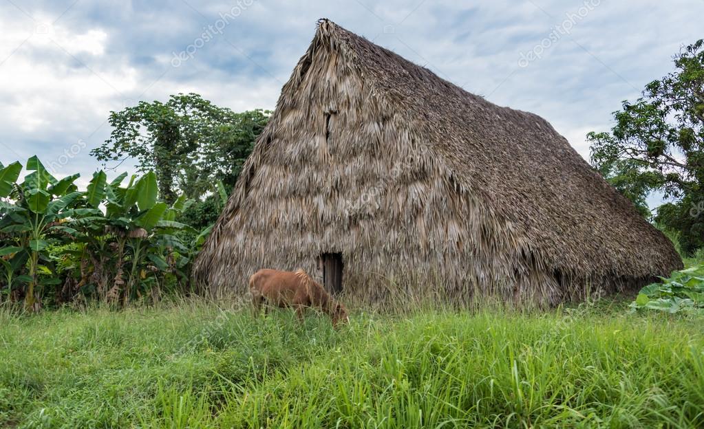 Tobacco House in Vinales Valley,Pinar del Rio,Cuba — Stock Photo