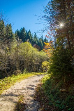 Yeşil ormandaki ağaçlar ve arka planda güneş