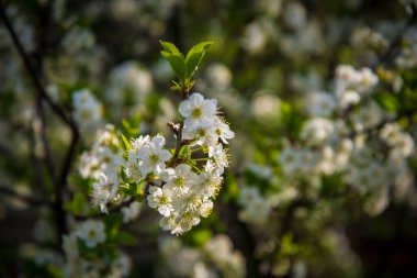 Bir bahar sabahı çiçek açar