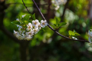Bir bahar sabahı çiçek açar