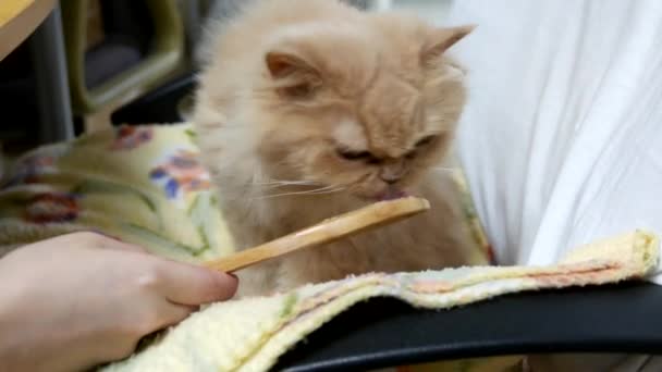 Woman feeding hairball paste for cat — Stock Video