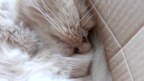 Macro persiano gatto dormire faccia dentro scatola — Video Stock