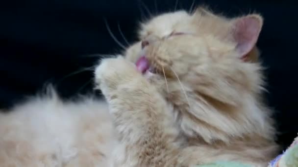 Persian cat cleaning her face on black background — Stock Video