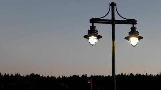 Straßenlaterne im Park bei Nacht — Stockvideo