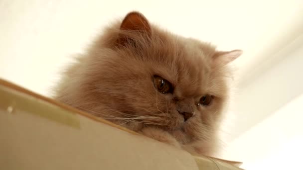 Persian cat playing with people — Stock Video